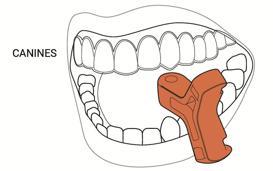 Canine line drawing: Line drawing showing how to place and use Munchies® on the upper and lower canine teeth